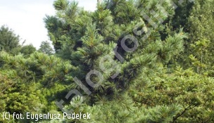 sosna drobnokwiatowa 'Tempelhof' - Pinus parviflora 'Tempelhof' 
