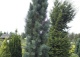 sosna pospolita 'Fastigiata' - Pinus sylvestris 'Fastigiata' 