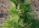 sosna pospolita 'Globosa Viridis' - Pinus sylvestris 'Globosa Viridis' 