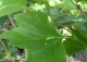 platan klonolistny - Platanus ×hispanica 