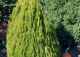 biota wschodnia 'Aurea Nana' - Platycladus orientalis 'Aurea Nana' 