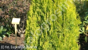 biota wschodnia 'Elegantissima' - Platycladus orientalis 'Elegantissima' 