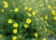 pięciornik krzewiesty 'Goldteppich' - Potentilla fruticosa 'Goldteppich' 