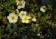 pięciornik krzewiasty 'Primrose Beauty' - Potentilla fruticosa 'Primrose Beauty' 
