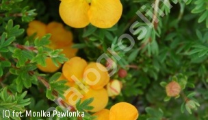 pięciornik krzewiasty 'Tangerine' - Potentilla fruticosa 'Tangerine' 