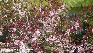 śliwa dziecięca - Prunus ×cistena 