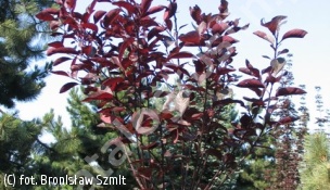 śliwa dziecięca - Prunus ×cistena 