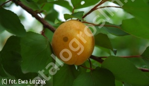 morela 'Early Orange' - Prunus armeniaca 'Early Orange' 