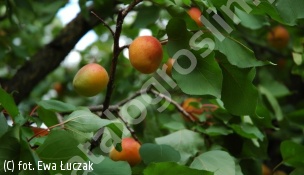 morela 'Early Orange' - Prunus armeniaca 'Early Orange' 