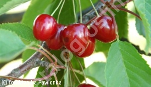 czereśnia BURLAT - Prunus avium BURLAT 