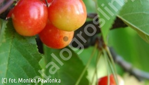 czereśnia 'Vega' - Prunus avium 'Vega' 