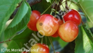 czereśnia 'Vega' - Prunus avium 'Vega' 