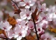 śliwa wiśniowa 'Pissardii' - Prunus cerasifera 'Pissardii' 