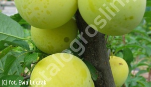 śliwa 'Renkloda Ulena' - Prunus domestica 'Renkloda Ulena' 