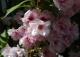 wiśnia piłkowana 'Amanogawa' - Prunus serrulata 'Amanogawa' 