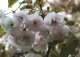 wiśnia piłkowana 'Kanzan' - Prunus serrulata 'Kanzan' 