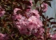 wiśnia piłkowana 'Royal Burgundy' - Prunus serrulata 'Royal Burgundy' 