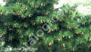 daglezja zielona - Pseudotsuga menziesii 