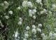 grusza wierzbolistna - Pyrus salicifolia 