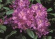 różanecznik 'Alfred' - Rhododendron 'Alfred' 