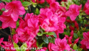 azalia 'Allotria' - Rhododendron 'Allotria' 