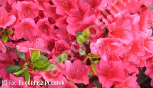 azalia 'Allotria' - Rhododendron 'Allotria' 