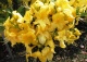 azalia 'Anneke' - Rhododendron 'Anneke' 