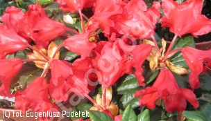 różanecznik 'Antje' - Rhododendron 'Antje' 