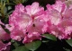 różanecznik 'Anuschka' - Rhododendron 'Anuschka' 