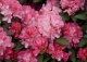 różanecznik 'Anuschka' - Rhododendron 'Anuschka' 