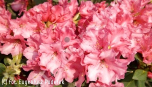 różanecznik 'April Glow' - Rhododendron 'April Glow' 