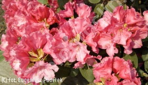 różanecznik 'April Glow' - Rhododendron 'April Glow' 