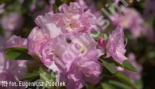 różanecznik 'April Reign' - Rhododendron 'April Reign' 