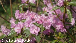 różanecznik 'April Reign' - Rhododendron 'April Reign' 