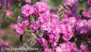 różanecznik 'April Rose' - Rhododendron 'April Rose' 