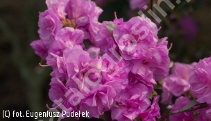różanecznik 'April Rose' - Rhododendron 'April Rose' 