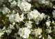 różanecznik 'April Snow' - Rhododendron 'April Snow' 