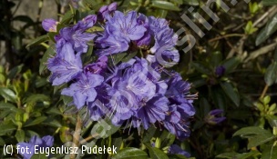 różanecznik AQUAMARIN 'Hachaqua' - Rhododendron AQUAMARIN 'Hachaqua' 