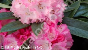 różanecznik 'Arabella' - Rhododendron 'Arabella' 