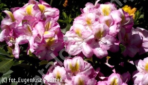 różanecznik 'Arkadius' - Rhododendron 'Arkadius' 