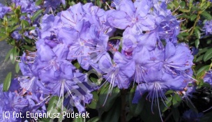 różanecznik Augustyna 'Saphirblau' - Rhododendron augustinii 'Saphirblau' 