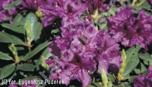 różanecznik 'Azurro' - Rhododendron 'Azurro' 