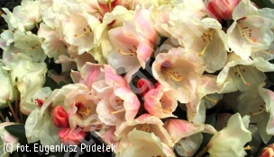 różanecznik 'Babette' - Rhododendron 'Babette' 