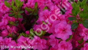 azalia BABUSCHKA 'Hachbabu' - Rhododendron BABUSCHKA 'Hachbabu' 