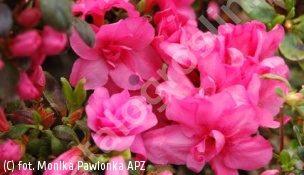 azalia BABUSCHKA 'Hachbabu' - Rhododendron BABUSCHKA 'Hachbabu' 
