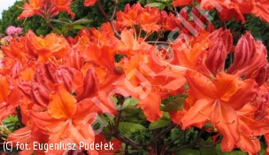 azalia 'Balzac' - Rhododendron 'Balzac' 