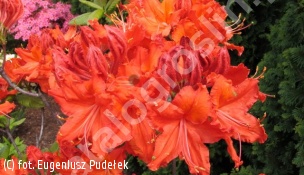 azalia 'Balzac' - Rhododendron 'Balzac' 