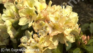 różanecznik 'Belkanto' - Rhododendron 'Belkanto' 