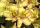 różanecznik 'Belkanto' - Rhododendron 'Belkanto' 