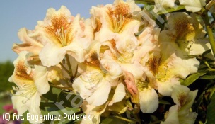 różanecznik 'Bernstein' - Rhododendron 'Bernstein' 
